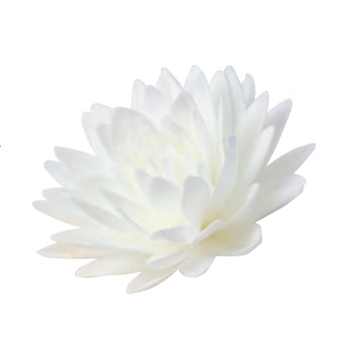 Zestaw kwiatów waflowych stokrotka pomponikowa kolor biały